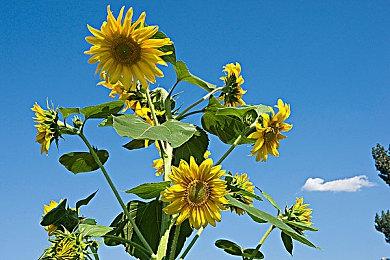 《命运2》现已加入跨平台联机语音聊天